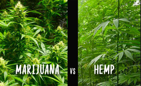 Hemp vs Marijuana