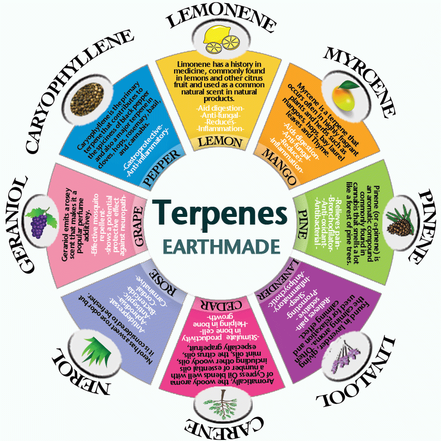 Image result for how terpenes interact with the body